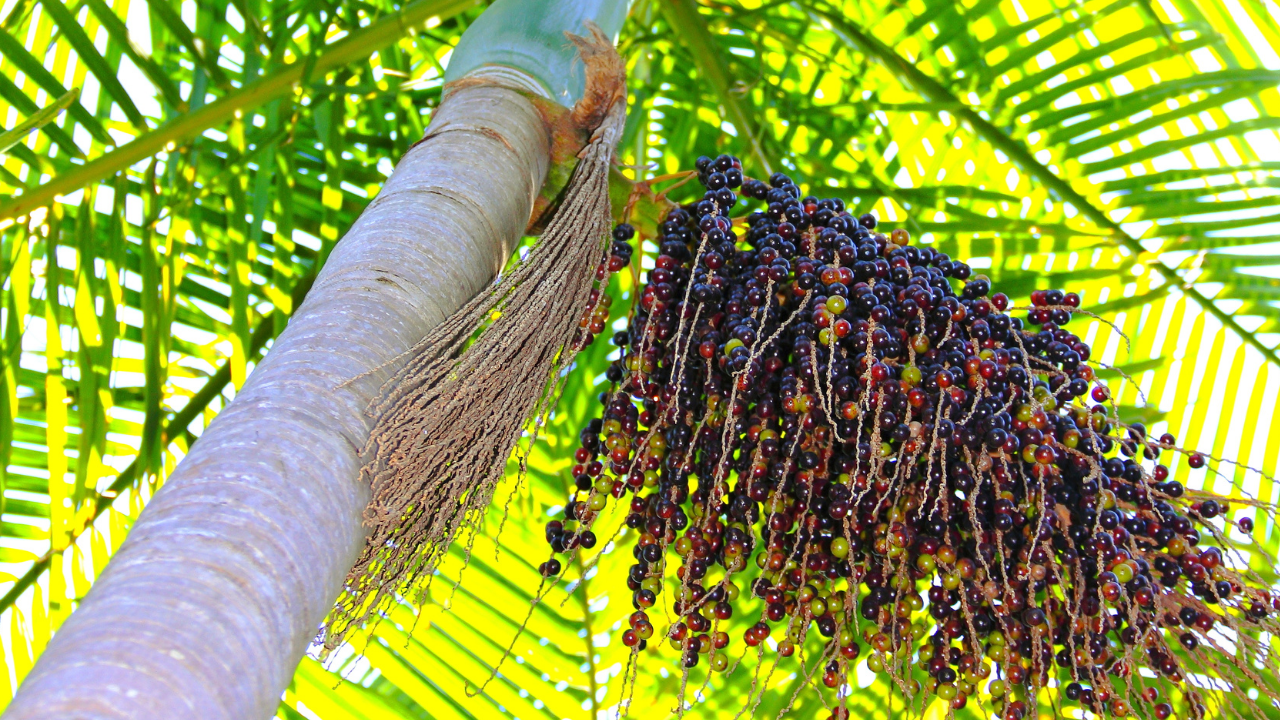 Sacha Inchi Öl & Co: Das sind Lateinamerikas Beauty Geheimnisse!